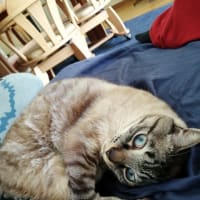 ついに出ましたね
