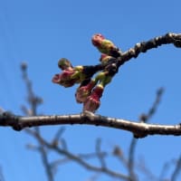 桜の花見はいつのことかな〜