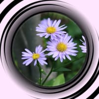 山野草