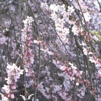 早咲きの桜咲く散策道