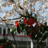 千住の桜 - 京成電車