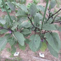 夏野菜の　初収穫