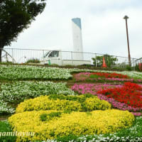 「相模原麻溝公園」大花壇は花の集合～群集美を披露中！！
