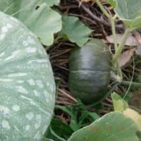 　最後のユリが咲きました　野菜収穫は7種類でした