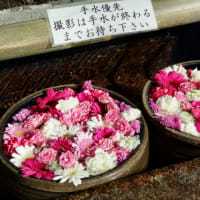 花手水(はなちょうず)津島神社