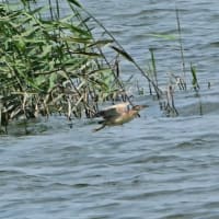 飛び移る、ヨシゴイ。