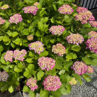 紫陽花が咲き始めました