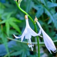 JULIE77歳と3日目。薄紫の擬宝珠17番ひとつ咲いて