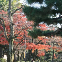 06/30奈良京都への旅-18（京都：建仁寺の紅葉、）