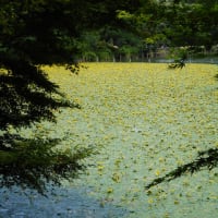 善福寺公園のアサザ