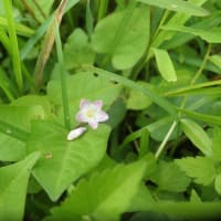 久々、野草の花見を楽しむ　～新発田市桜公園周辺～