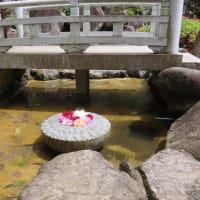 飛鳥西国第七番札所　岡寺の石楠花と花手水
