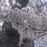 夜越山の桜