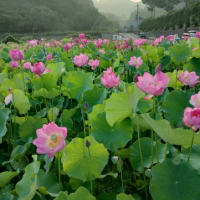 ★蓮の花。