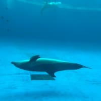 GWは茨城へ(アクアワールド水族館③)