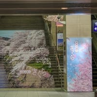 大阪　京橋駅　桜満開？（笑）