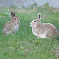 エゾユキウサギさん、元気だった？（北海道沙流郡日高町日高地区）