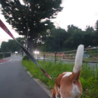 今日は夕方さんぽ。