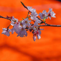 オレンジ色に映える桜　2024.4.5