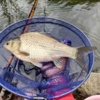両グルテンの底釣り