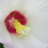 2025.07.14 アメリカフヨウとエンジュの花にひまわり