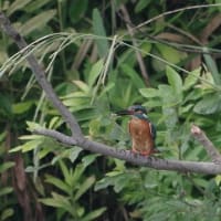 於大公園 ： 野鳥 ・ 翡翠 ・ カワセミ・・・フリー素材ブログ　カワセミ