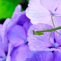 アジサイがきれいです！（板橋区立赤塚植物園 2025.6.15撮影）