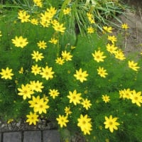 今日の花（ブルースター、イトバハルシャギク）