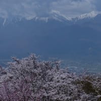 北アルプスの展望と満開の桜の長峰山へ
