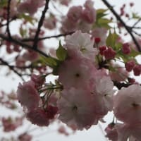 4/20　めぐり～御衣黄桜 ＆ 八重桜