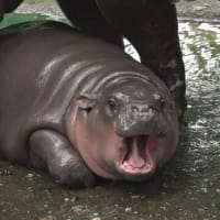 タイ：東部チョンブリ県の動物園で生まれたコビトカバの赤ちゃんがSNSで話題　→　連日大勢の観光客