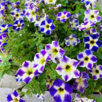 今日の花