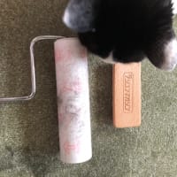 どんな夢見てんのかなぁ〜❓､､､。