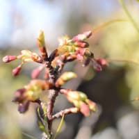 桜、さくら。