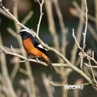 06/20探鳥記録写真：２０２５年１月に出会った鳥たち①