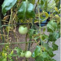キュウリ収穫5本目に