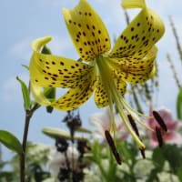 朝顔が一杯＆久しぶりに濁川公園へ