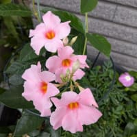 24，姥あらくれ　①
