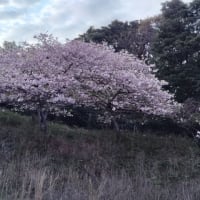 山桜満開
