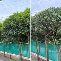 【プロが教える】キンモクセイの剪定作業で花いっぱいに！虫も寄せ付けない正しい手入れ方法とは？