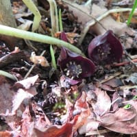 片倉城跡公園のヒメザゼンソウ開花 2025.6.1