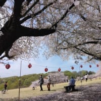 「ふじの咲く丘」の桜