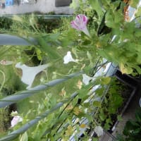 ベランダは夏の花ざかり