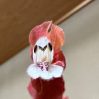 夏も楽しむ　〜ベロペロネのある部屋から〜