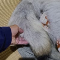 canislupus 全容