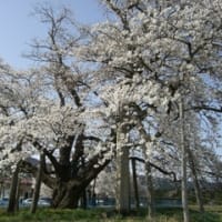 置賜古典桜回廊