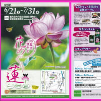 今年の鹿央蓮園・・・2025年7月