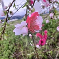  goo blog　サービス終了