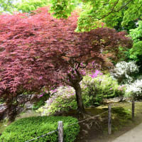 新緑と彩りの日本庭園。