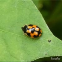 テントウムシと・・・。